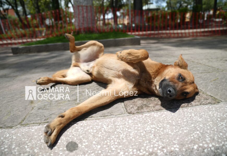 Coordinación de Bienestar Animal debe asumir su rol según la legislación vigente: OCPA Coordinación de Bienestar Animal debe asumir su rol según la legislación vigente: OCPA