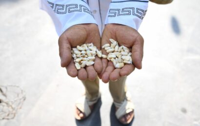 Día Nacional del Maíz reafirma el compromiso del estado con la defensa del grano criollo