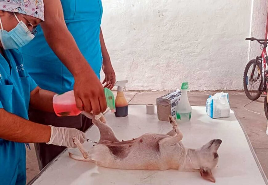 Esterilización gratuita de mascotas inicia lunes