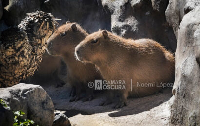 Zoológico del Altiplano impulsa la conservación animal