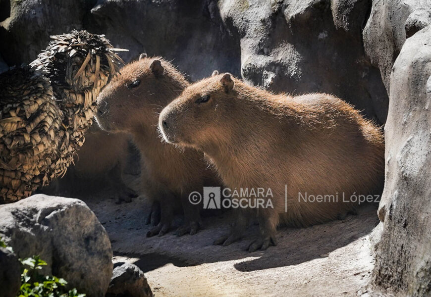 Zoológico del Altiplano impulsa la conservación animal