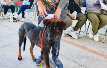 Jornada Nacional de Vacunación Antirrábica Canina y Felina 2025 en Tlaxcala