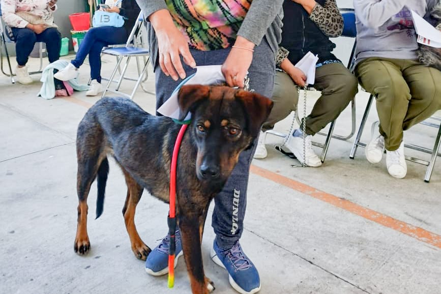 Jornada Nacional de Vacunación Antirrábica Canina y Felina 2025 en Tlaxcala