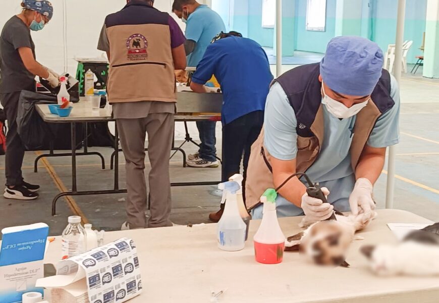 Concluye campaña de esterilización en Tlaxcala