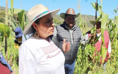 Reconocimiento de la FAO al Metepantle Tlaxcalteca se entregará en Roma Reconocimiento de la FAO al Metepantle Tlaxcalteca se entregará en Roma