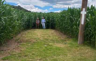 Comercialización de maíz blanco tendrá subsidio estatal en 2026