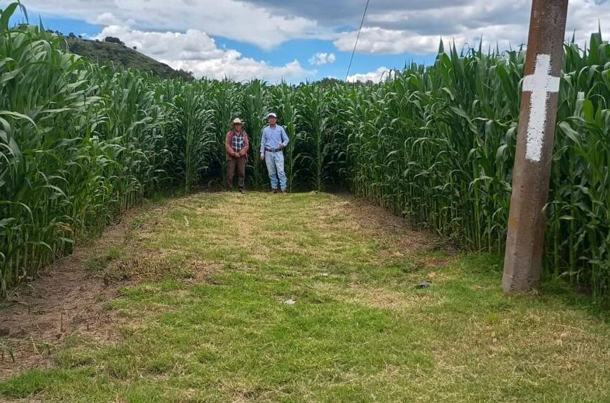 Comercialización de maíz blanco tendrá subsidio estatal en 2026