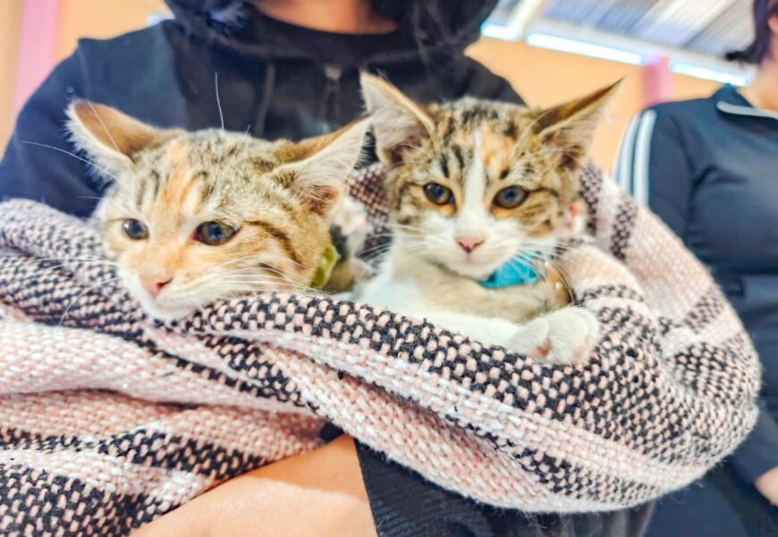 Bienestar animal impulsa feria de adopción en Tlaxcala