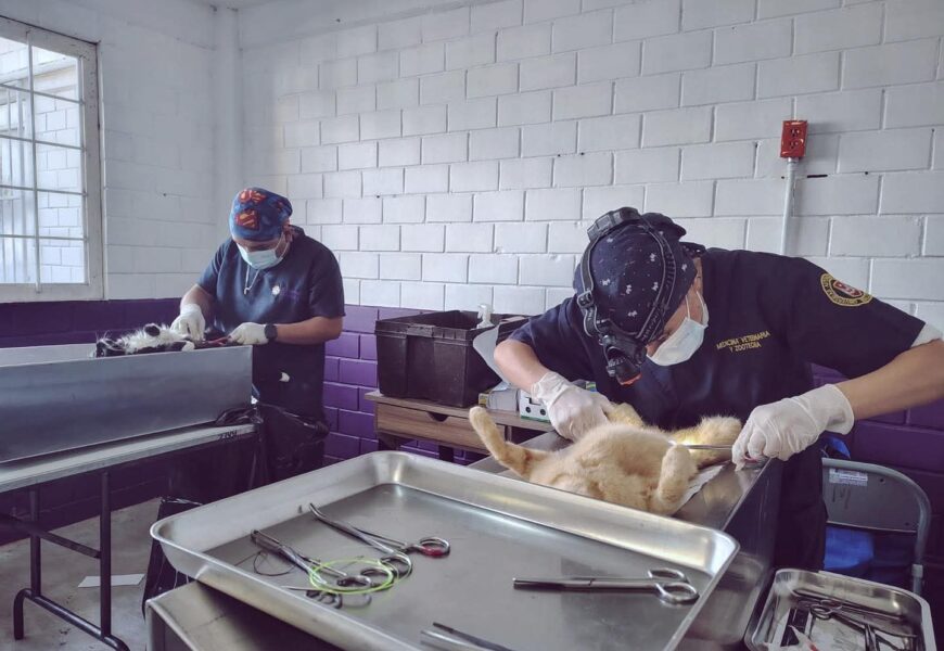 Bienestar animal fortalece atención y adopción Bienestar animal fortalece atención y adopción