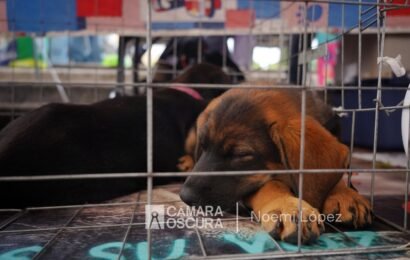 Congelada reforma para reconocer a los animales como seres sintientes Congelada reforma para reconocer a los animales como seres sintientes