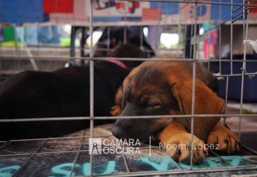 Congelada reforma para reconocer a los animales como seres sintientes