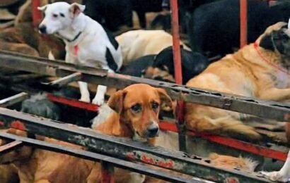 Bienestar animal en Tlaxcala enfrenta una crisis estructural Bienestar animal en Tlaxcala enfrenta una crisis estructural