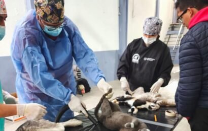 Campaña de Esterilización Gratuita para perros y gatos en Tlaxcala
