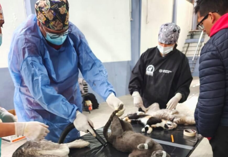 Campaña de Esterilización Gratuita para perros y gatos en Tlaxcala Campaña de Esterilización Gratuita para perros y gatos en Tlaxcala