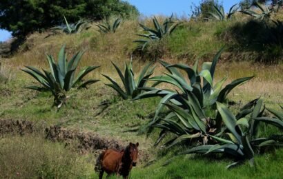 Pulque de Tlaxcala logra Indicación Geográfica y protección oficial