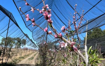 SIA supervisa huertas de durazno tras bajas temperaturas en la zona oriente de Tlaxcala