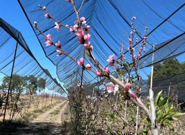 SIA supervisa huertas de durazno tras bajas temperaturas en la zona oriente de Tlaxcala