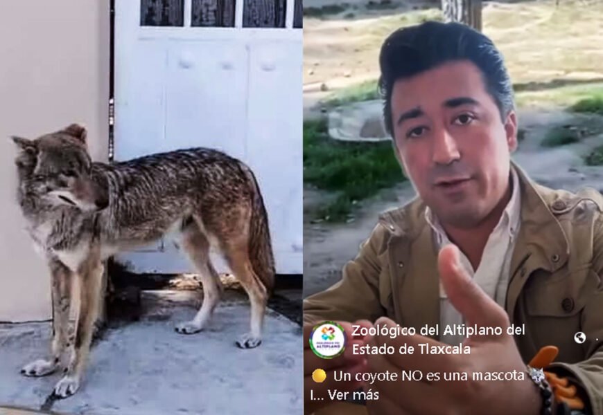 Avistamiento de coyote en Yauhquemehcan genera debate sobre conservación y convivencia responsable
