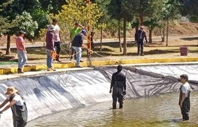 Innovación acuícola en Tlaxcala fortalece ciencia aplicada en cultivo de tilapia