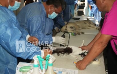La campaña de esterilización refuerza el cuidado de perros y gatos en Tlaxcala