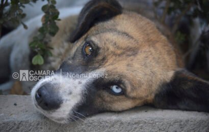 Falta de acciones ante casos de gusano barrenador en perros en Tlaxcala