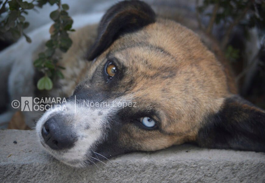 Falta de acciones ante casos de gusano barrenador en perros en Tlaxcala