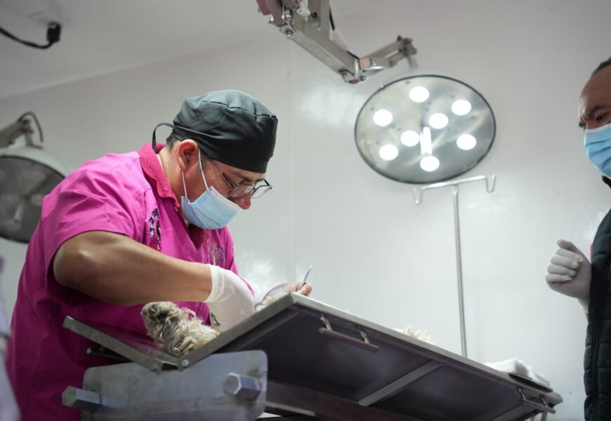 Esterilización animal gratis en Tlaxcala impulsa salud pública