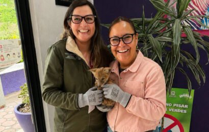 IFAST resguarda cachorro de coyote tras ser localizado en Teolocholco