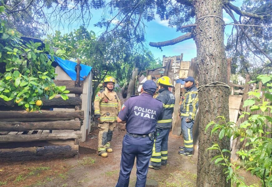 Árbol en riesgo es retirado en Tlaxcala