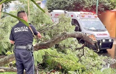 Respuesta inmediata por intensa lluvia permitió atender la caída de un árbol en Tlaxcala Respuesta inmediata por intensa lluvia permitió atender la caída de un árbol en Tlaxcala