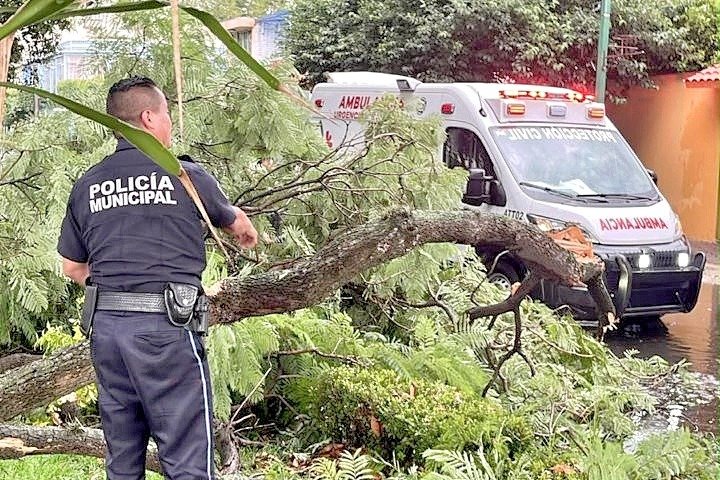 Respuesta inmediata por intensa lluvia permitió atender la caída de un árbol en Tlaxcala