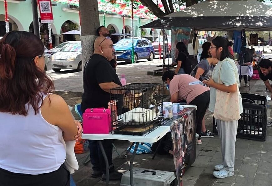 Jornada de Adopción de Tlaxcala suma 12 hogares