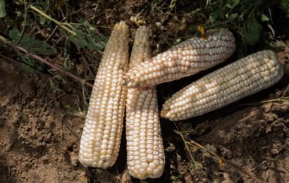 Agricultura completa pago del incentivo al maíz blanco 2025 en Tlaxcala