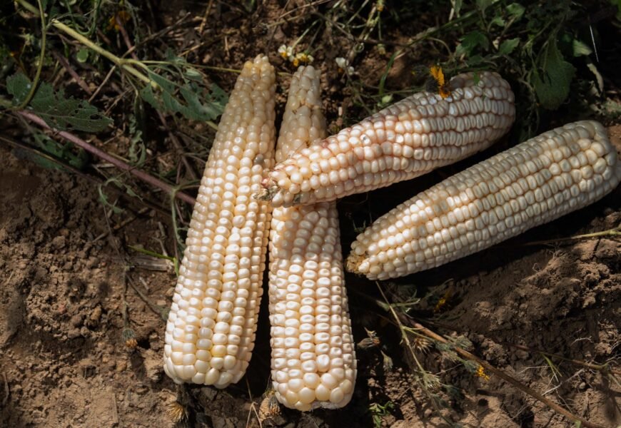Agricultura completa pago del incentivo al maíz blanco 2025 en Tlaxcala