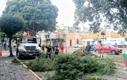 Ayuntamiento realiza poda de jacarandas en bulevar Mariano Sánchez