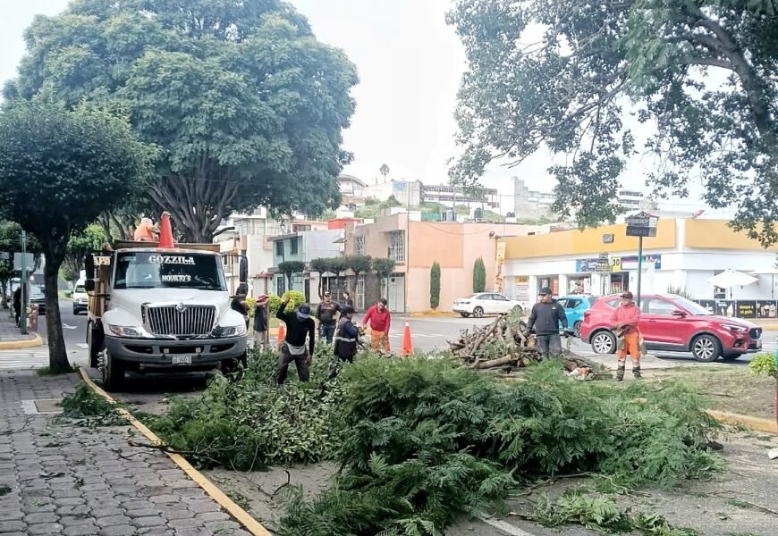Ayuntamiento realiza poda de jacarandas en bulevar Mariano Sánchez