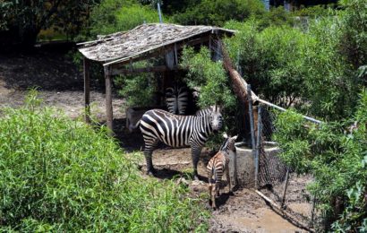 Zoológico de Tlaxcala registra nacimiento de una cebra