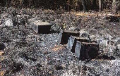 Denuncian apicidio: 150,000 abejas murieron en Cuahuixmatlac por incendios
