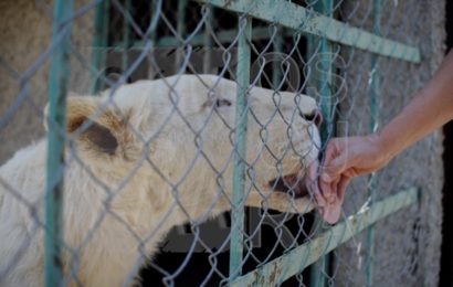 Animales gozan de buena salud, pandemia no los ha afectado en el Zoológico de Tlaxcala