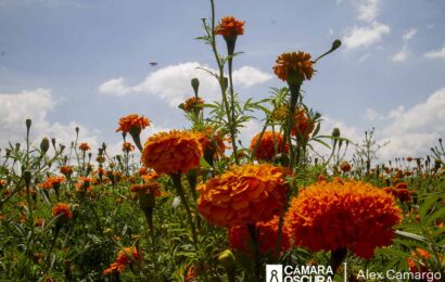 El valor cultural de la flor de cempasúchil y el terciopelo