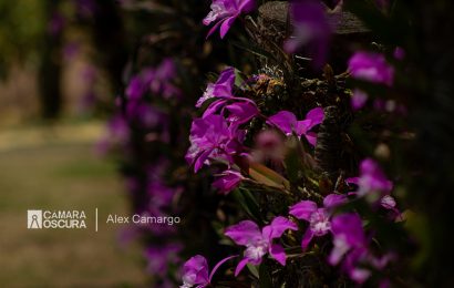 Orquídeas: Identidad y legado de Belén Atzitzimititlán