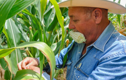 Anuncia Agricultura nuevo precio de garantía para pequeños productores de maíz en el 2022