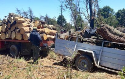 Asegura SSC camioneta y remolque con material forestal en San Luis Teolocholco