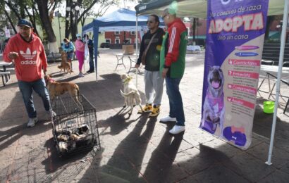 Promueven adopción de perros en Tlaxcala capital