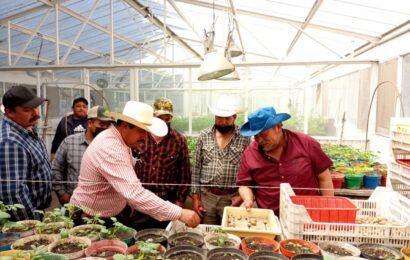 Impulsa SIA e INIFAP la producción de papa en Tlaxcala con semillas mejoradas