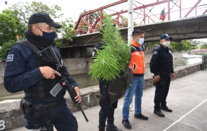Asegura Policía de Tlaxcala Capital 20 plantas de cannabis sembradas en el Río Zahuapan