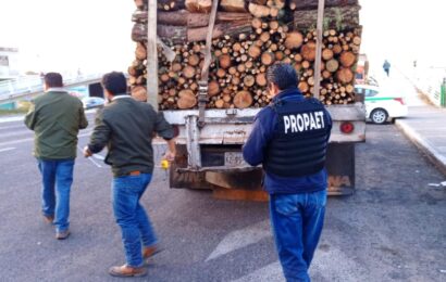 Tlaxcala avanza en combate contra la tala clandestina